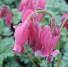 Dicentra Formosa 'King Of Hearts'